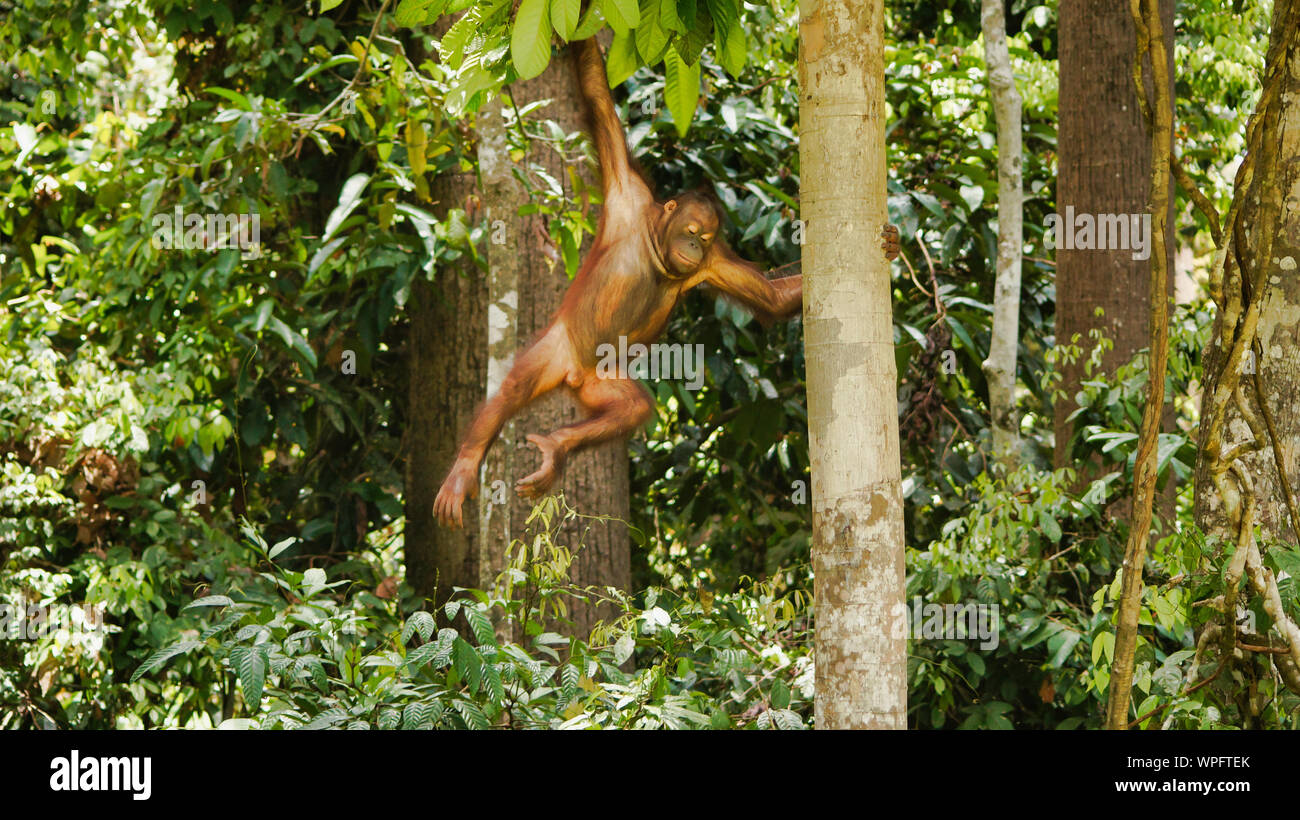 Orangutan arrampicata sugli alberi, Borneo, Malaysia, Sepilok. Foto Stock