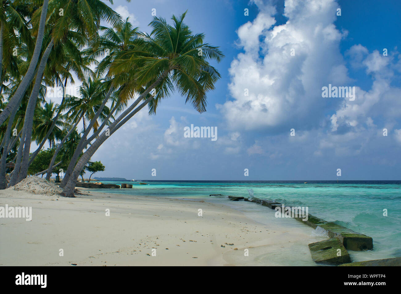 Palme sulla isola di Maafushi Maldive Foto Stock