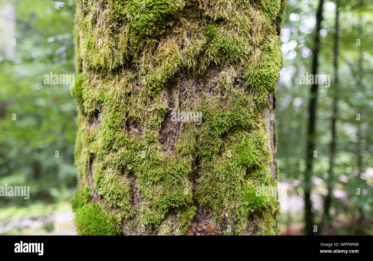 Seebach, Germania. 09Sep, 2019. Moss copre un tronco di albero nella foresta nera Parco Nazionale. Il Baden-Württemberg Ministro dell'ambiente stesso informato circa il futuro sviluppo del settore forestale sotto mutate condizioni climatiche. Credito: Patrick Seeger/dpa/Alamy Live News Foto Stock