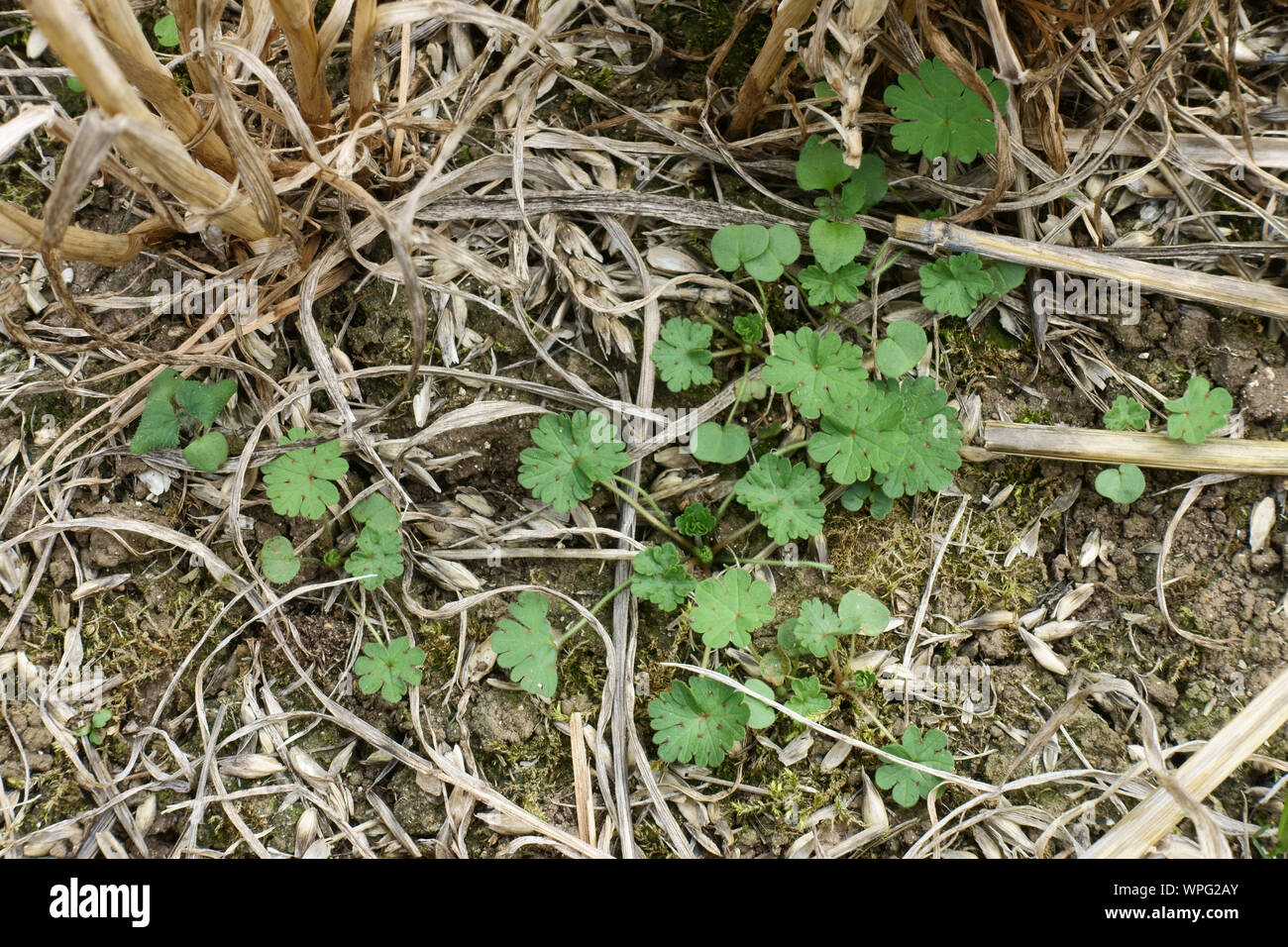 Dovesfoot o colomba di piede (cranesbill Geranium molle) giovani piante infestanti annuali della stoppia post-raccolto, Berkshire, Settembre Foto Stock