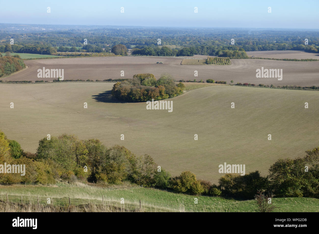 Vista da chalk downland della campagna autunnale con la rotazione degli alberi giovani raccolti di cereale di campi e cielo blu, West Berkshir, Ottobre Foto Stock