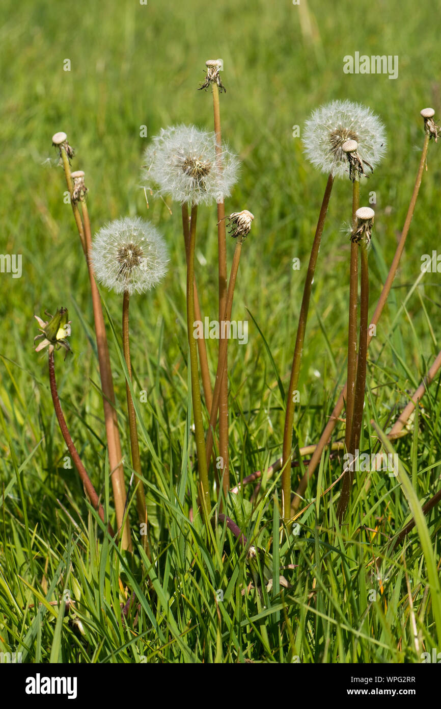 Tarassaco (Taraxacum officinale) seedheads clock e gambi di semi dispersi in erba dei pascoli in primavera, Berkshire, può Foto Stock