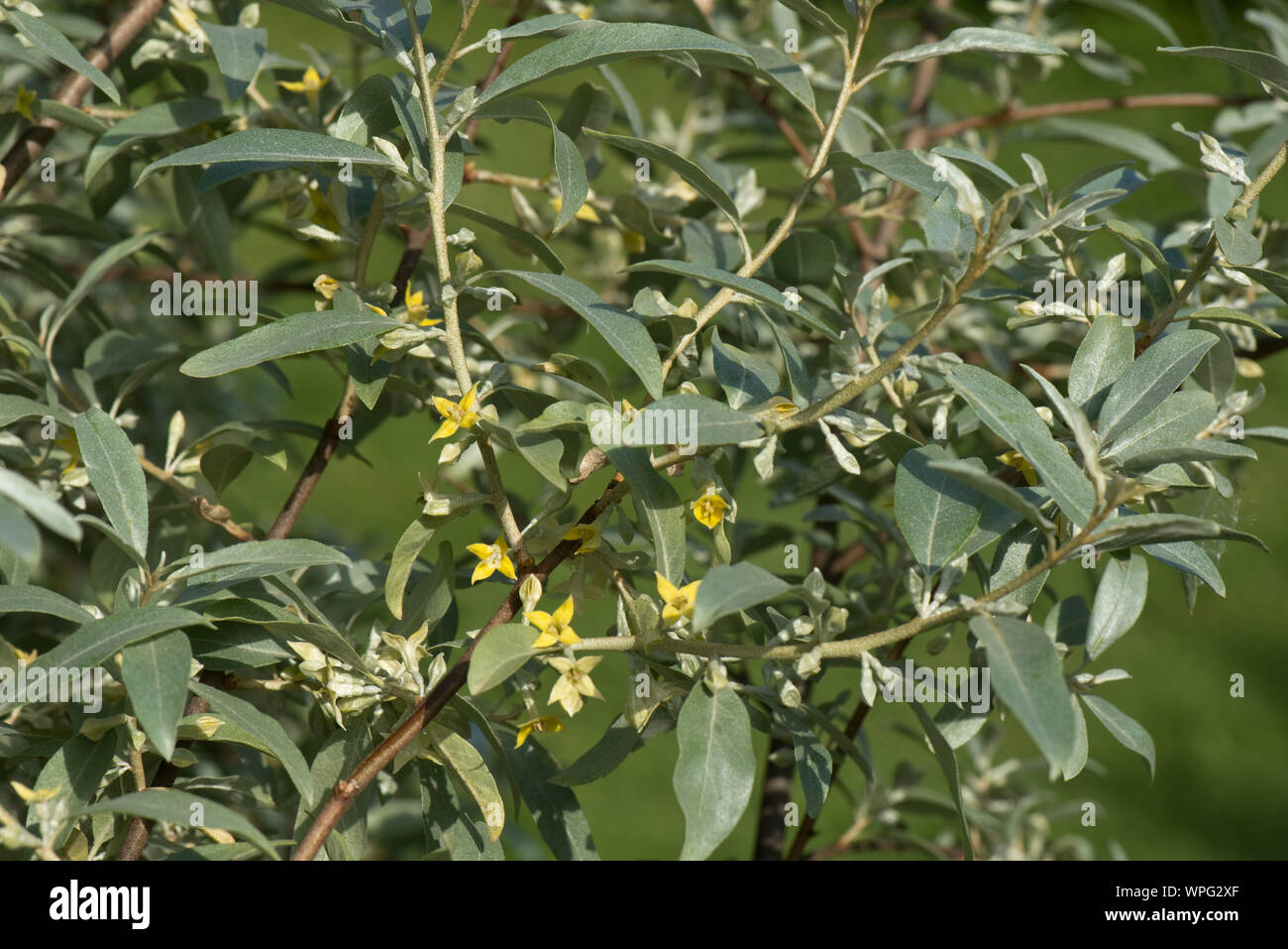Eleagnus angustifolia 'Quicksilver' fioritura fragrante giardino ornamentali arbusto con glaucous, grigio argento, fogliame e piccoli fiori gialli, Berkshire Foto Stock