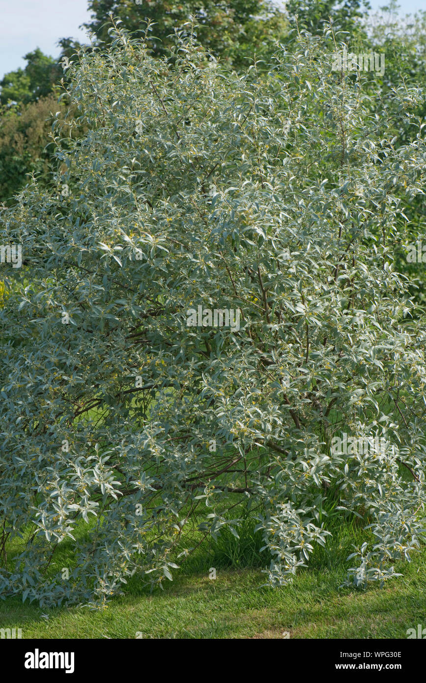 Eleagnus angustifolia 'Quicksilver' fioritura fragrante giardino ornamentali arbusto con glaucous, grigio argento, fogliame e piccoli fiori gialli, Berkshire Foto Stock