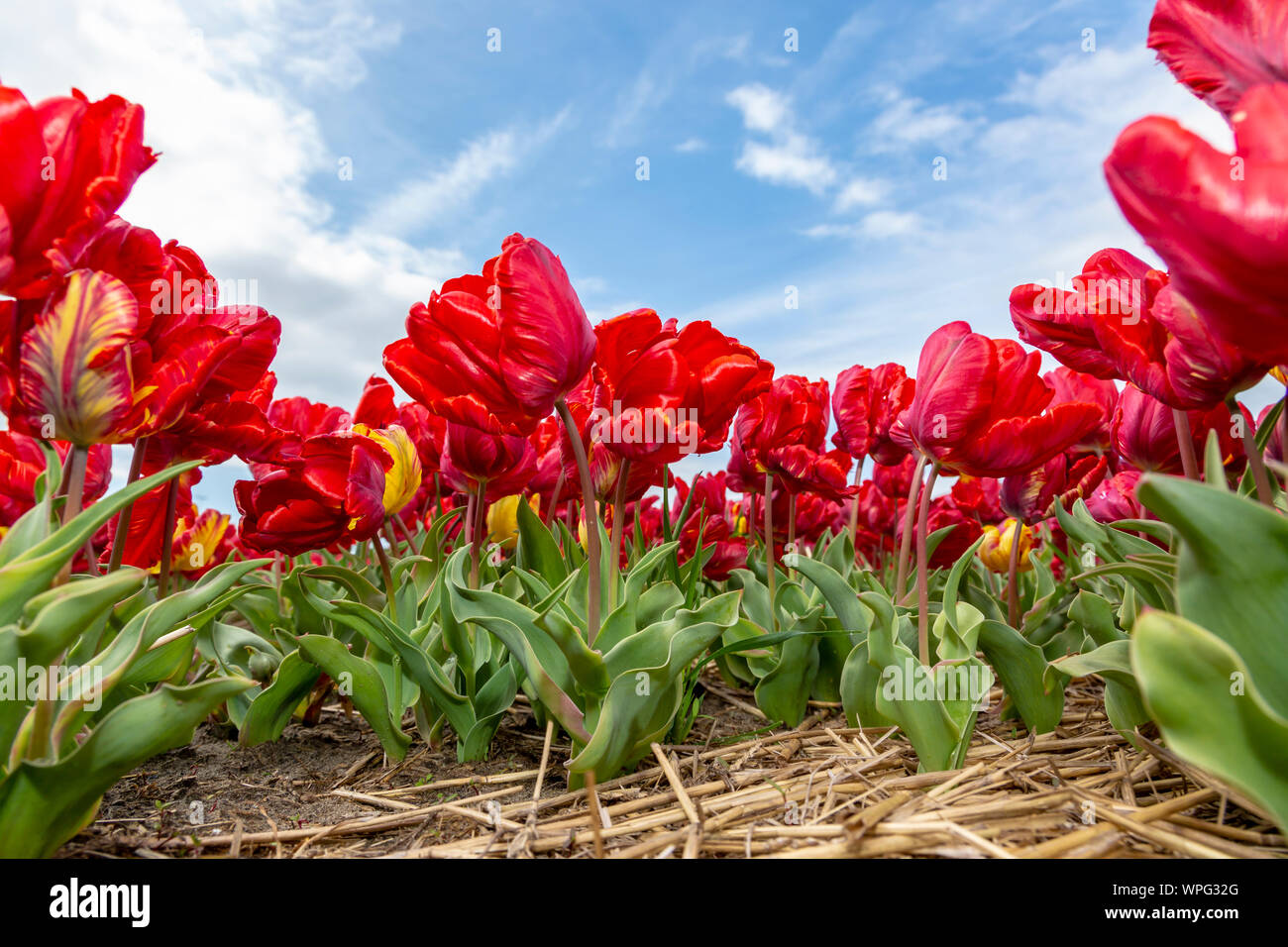 Basso angolo di visione del corpo pieno bella tulipani rossi in un campo olandese. Foto Stock