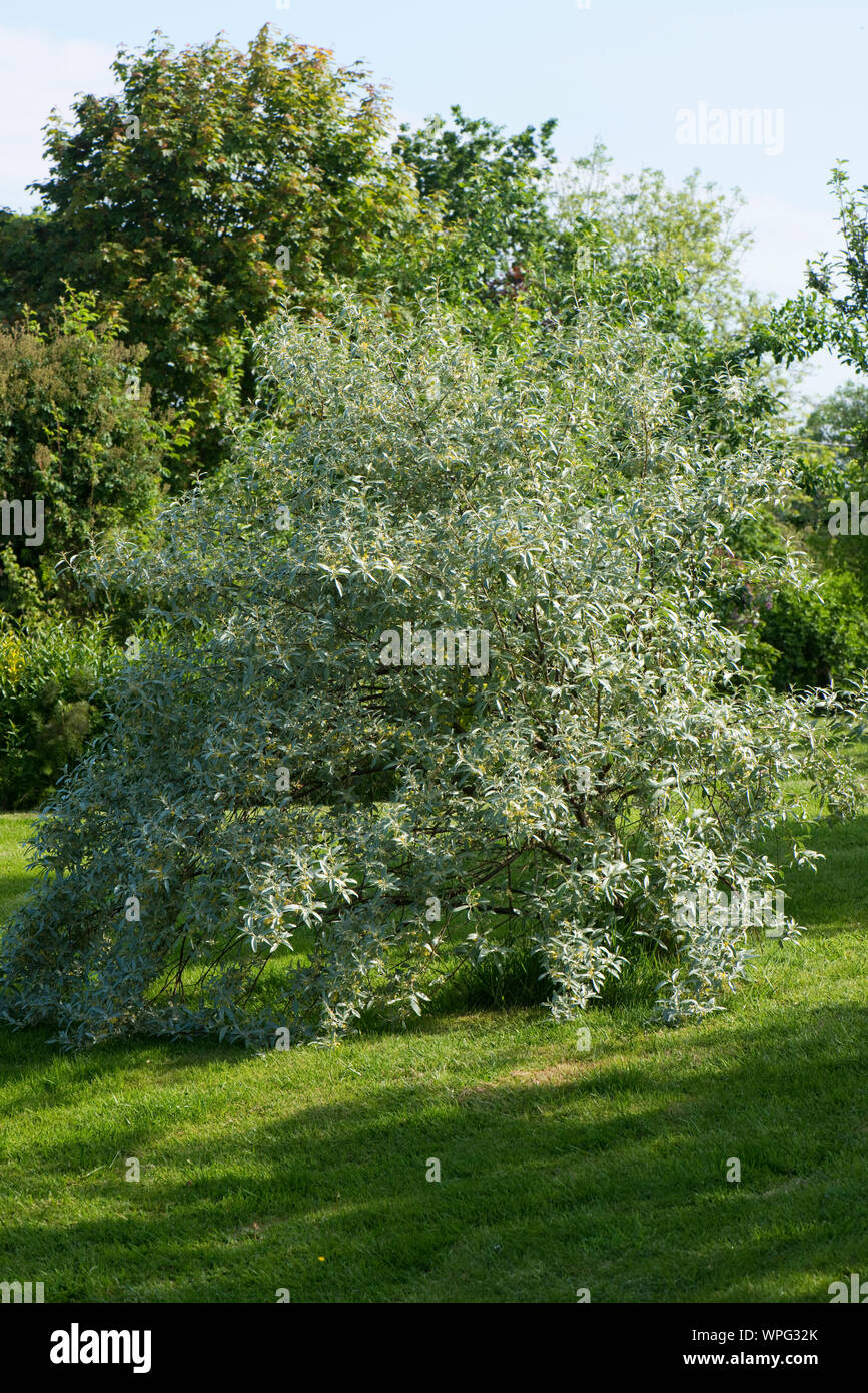 Eleagnus angustifolia 'Quicksilver' fioritura fragrante giardino ornamentali arbusto con glaucous, grigio argento, fogliame e piccoli fiori gialli, Berkshire Foto Stock