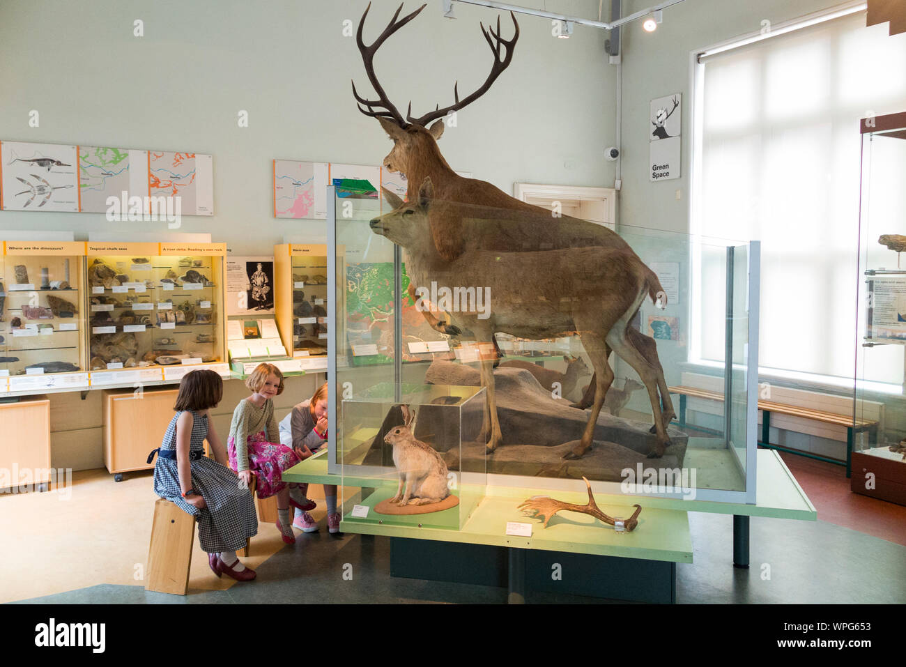 Le tre ragazze, sorelle, ragazzi, bambini, la visualizzazione di un display di tassidermia di cervi rossi presentato dal Re Giorgio Re Giorgio V nel 1911 al Museo di lettura in Berkshire dai cervi sentito parlare di Windsor Great Park. Reading, Regno Unito (113) Foto Stock