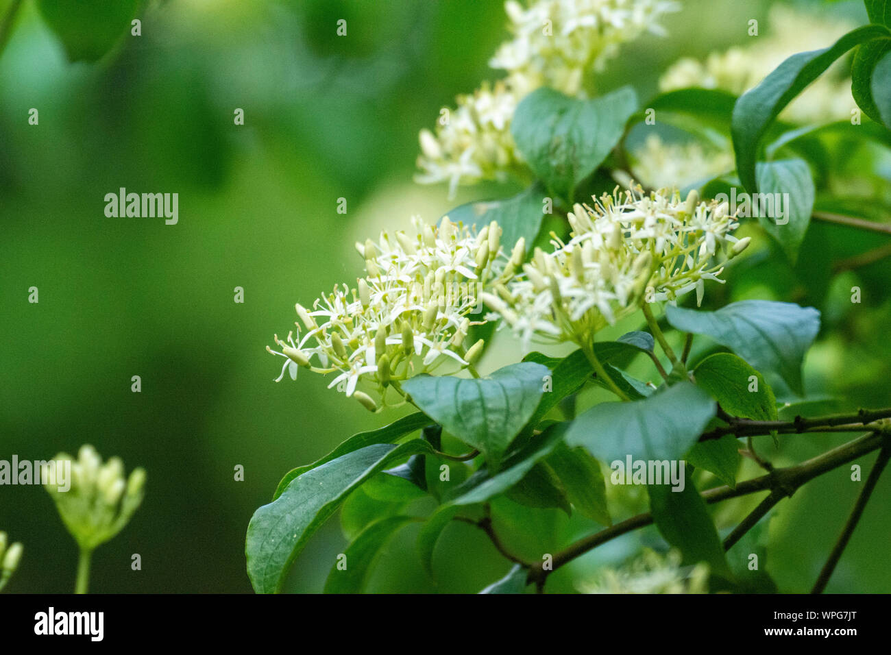 Lâ Elderflower (Sambucus canadensis) Fiori Foto Stock