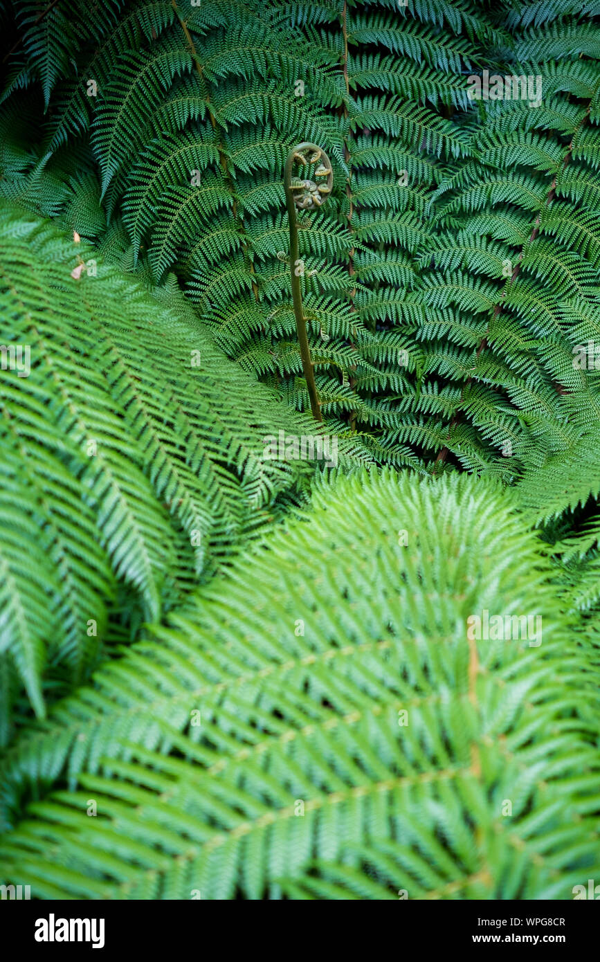 Il verde di felci e fronde in un giardino naturale park Foto Stock