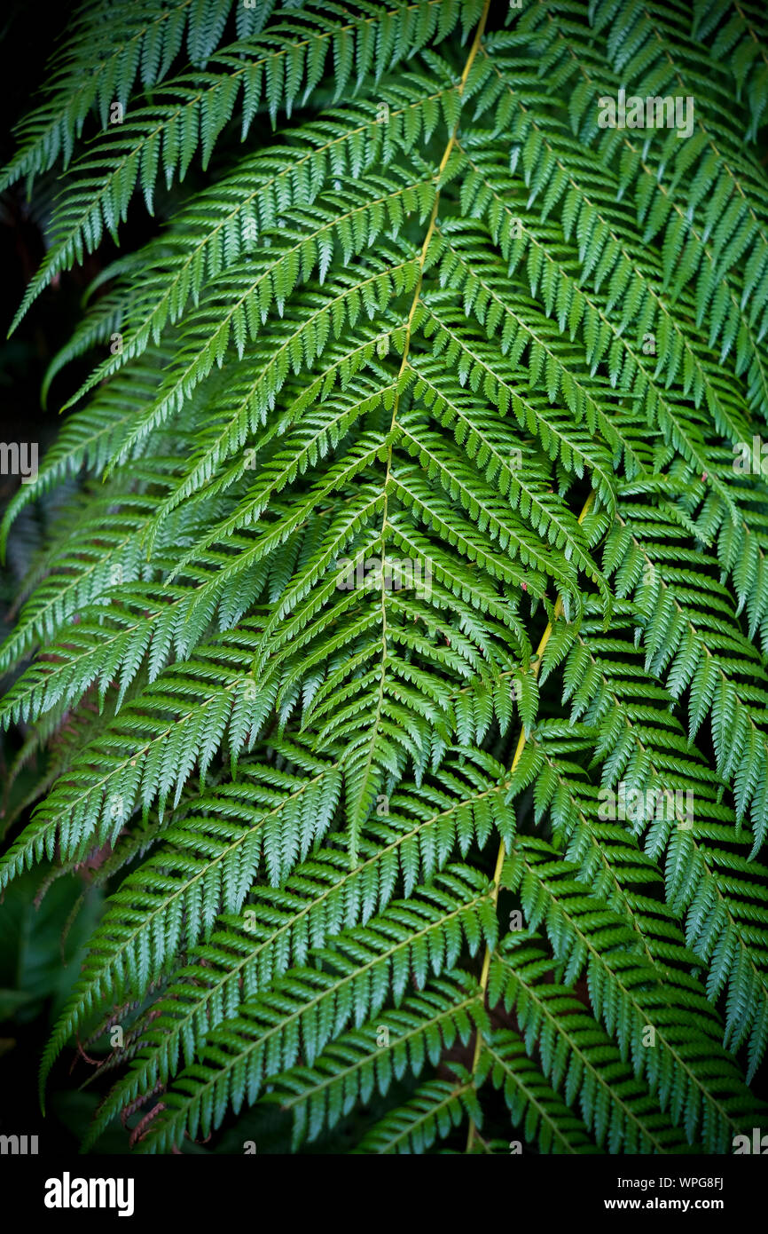 Il verde di felci e fronde in un giardino naturale park Foto Stock