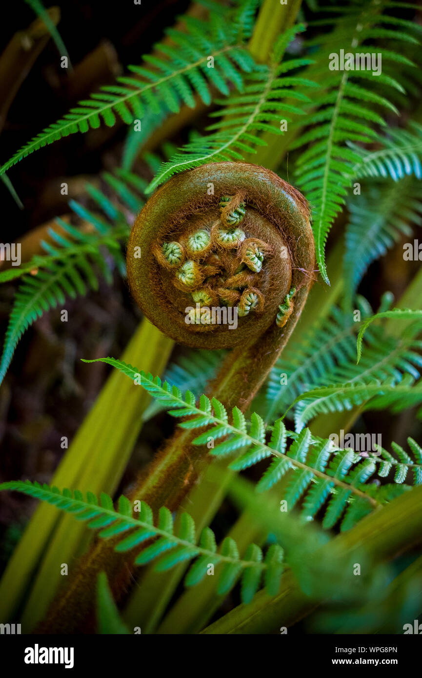 Il verde di felci e fronde in un giardino naturale park Foto Stock