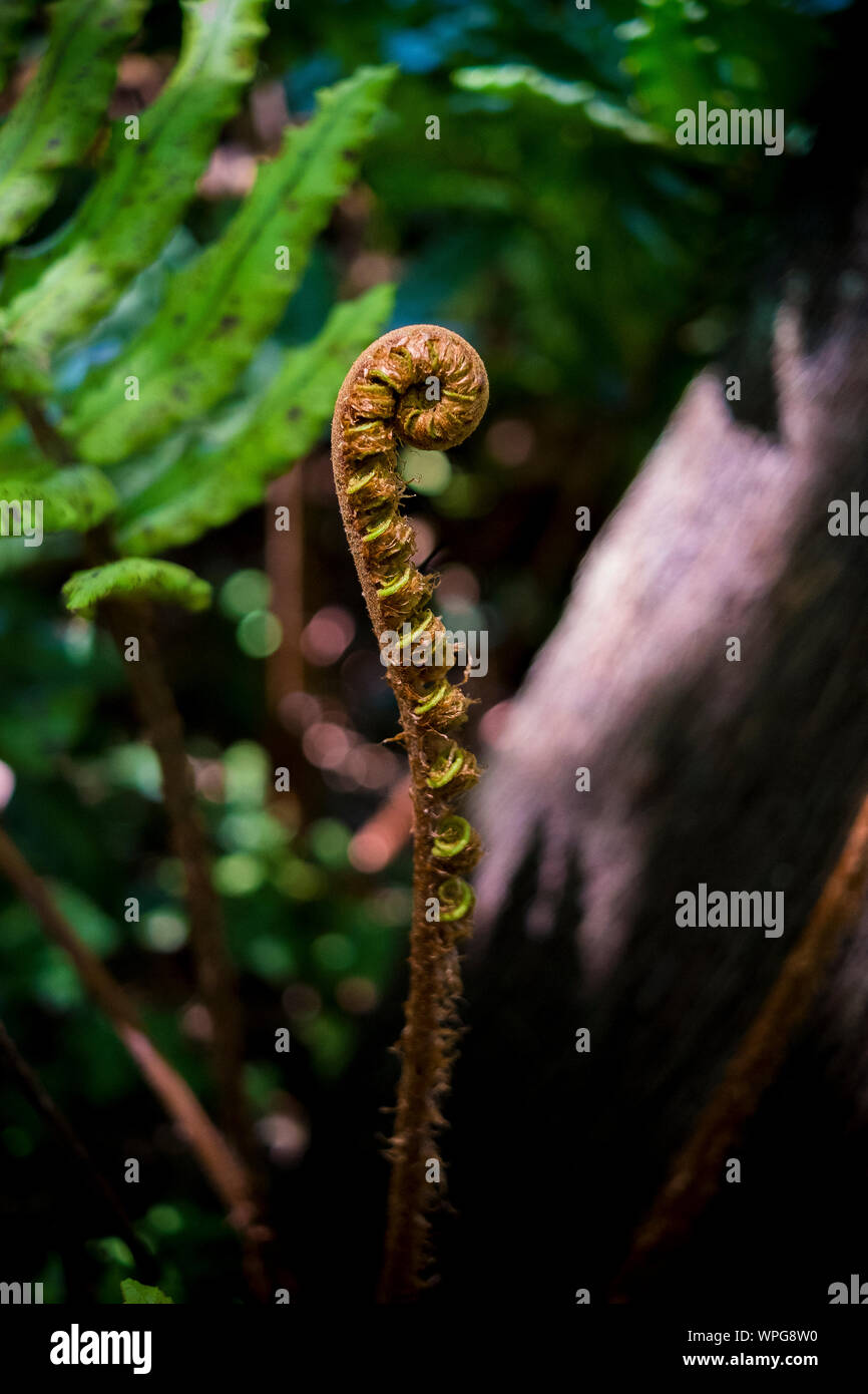 Il verde di felci e fronde in un giardino naturale park Foto Stock