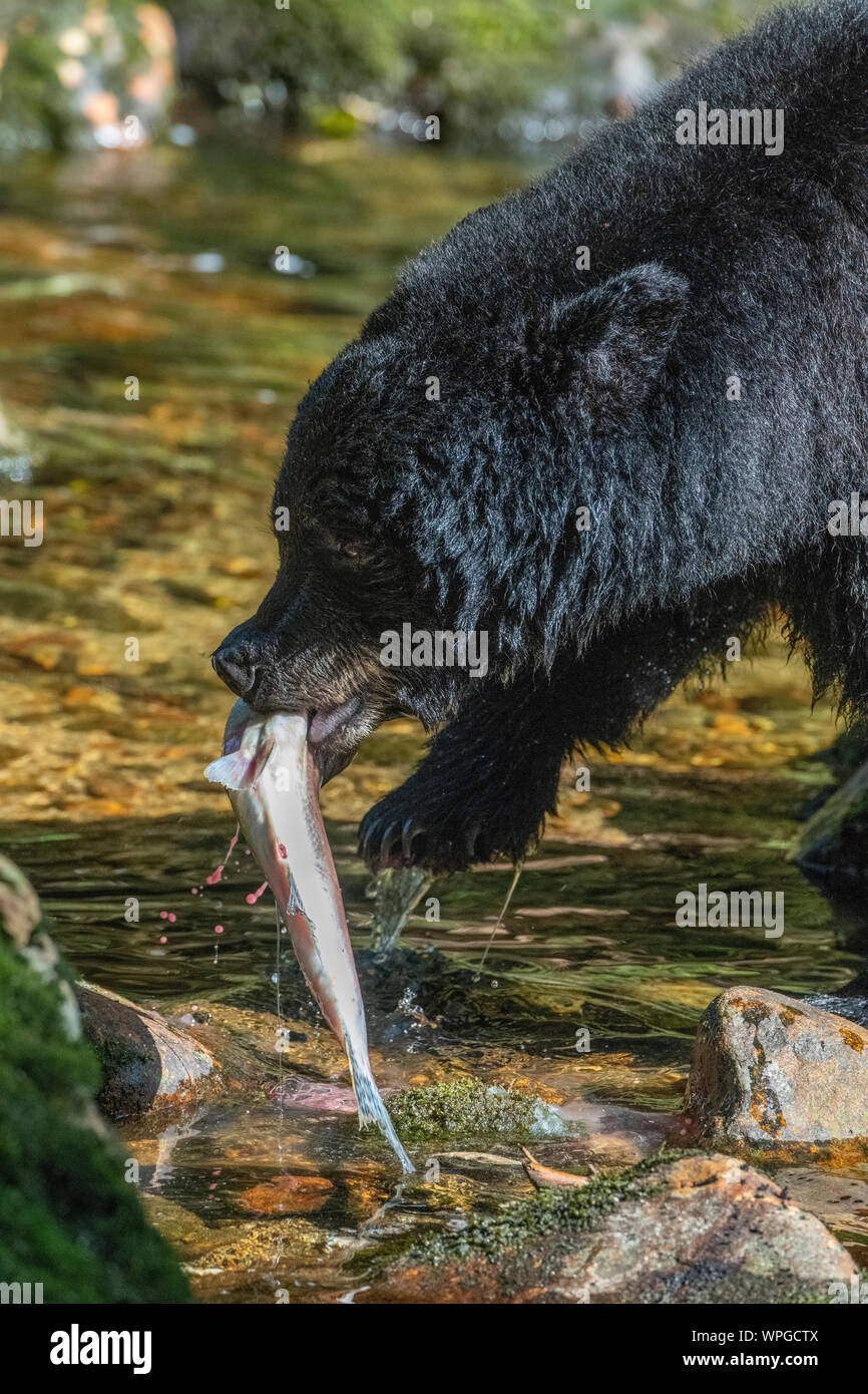 Canada, British Columbia, grande orso nella foresta pluviale, Gribbell Isola, Riordan Creek. Nero Nord America bear (WILD: Ursus americanus) mangiare salmone. Foto Stock