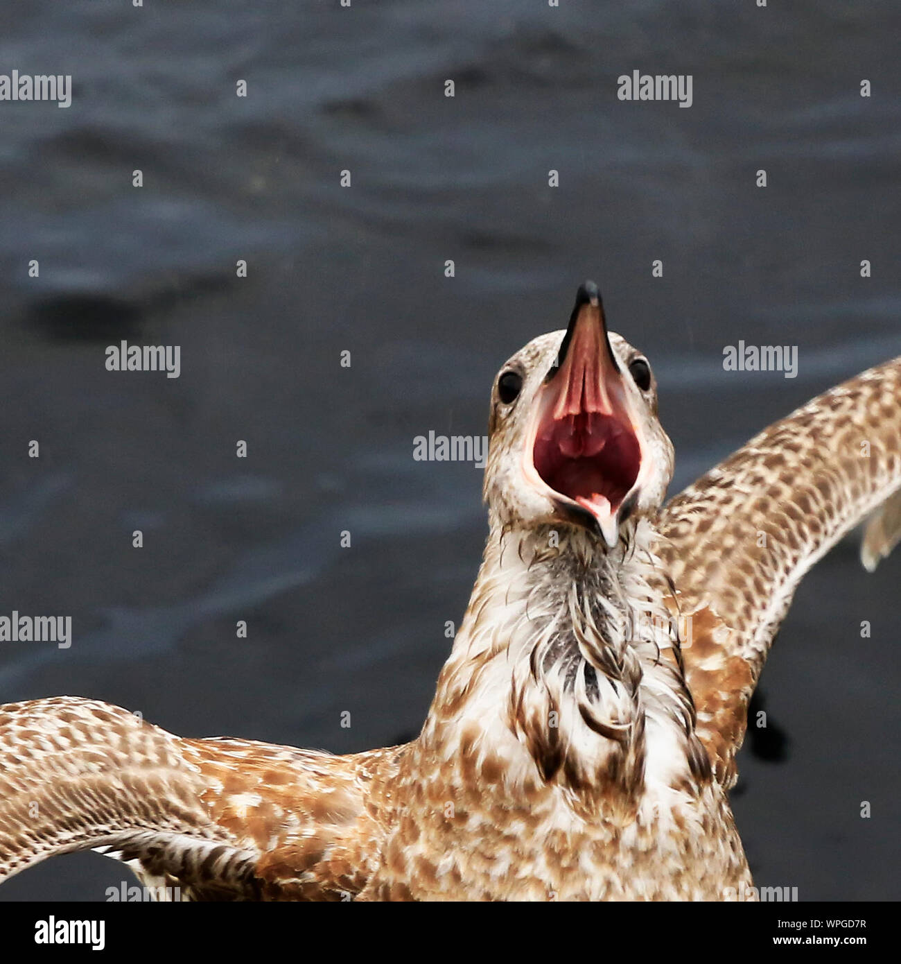 Close-up di uccello di acqua Foto Stock