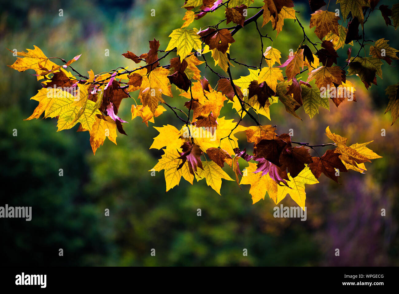 Autunno o cadono Foto Stock