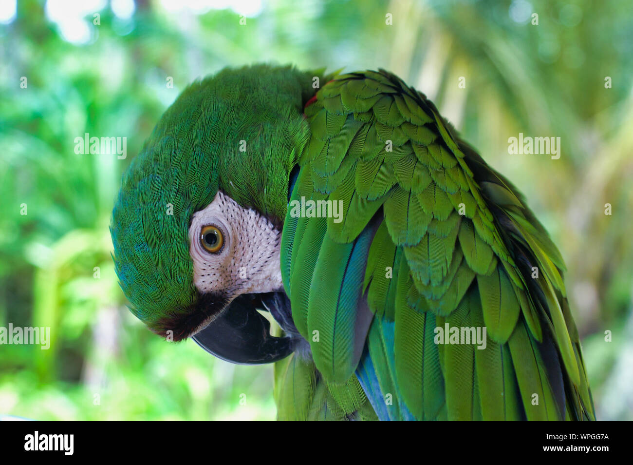 Close Up di graziosi Green Macaw pappagallo Ara Foto Stock