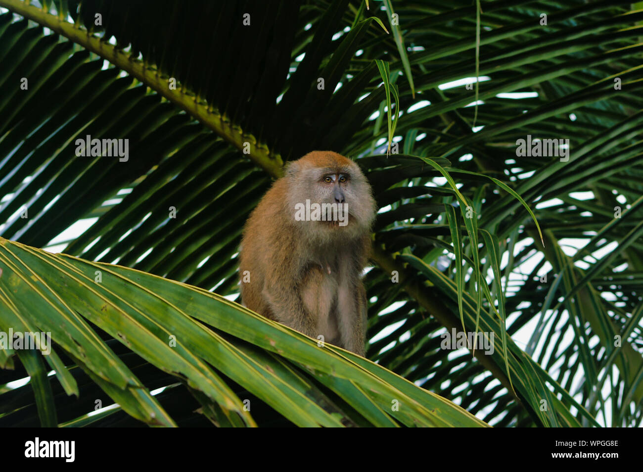 Makak Ape si posa su Palm Tree dando l'impressione di tristezza. Foto Stock