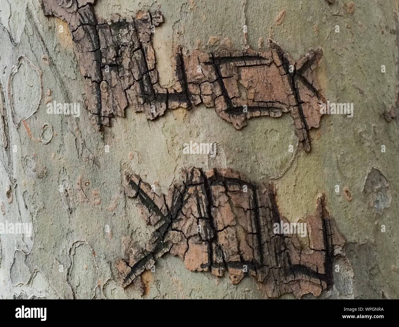 Testo offensivo sul tronco di albero Foto Stock