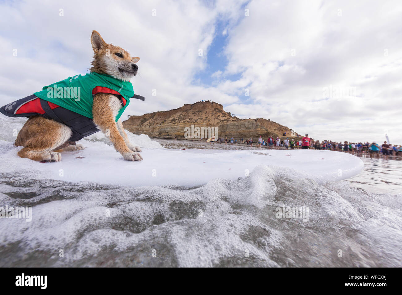 Settembre 9, 2019, Delmar, CA, US: ognuno di noi ha un buon tempo, quando i cani ha colpito la spiaggia in Delmar..il cane di Surf Surf-A-Thon finalizzata alla raccolta di fondi in Del Mar aiuta a Helen Woodward Centro animale a raccogliere fondi per l' orfano animali domestici.Il cane di Surf Surf-A-Thon si svolge ogni settembre, in corrispondenza del Mar. Dog Beach, situato nella contea di San Diego, California. (Credito Immagine: © Daren Fentiman/ZUMA filo) Foto Stock