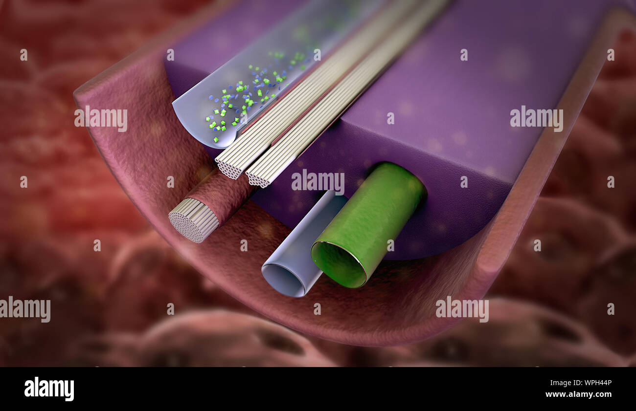 Ormone prodotto dalla ghiandola, attivo di cellule nervose umani nel sistema neurale, impulsi di neurone, il premistoppa produrre ormone Foto Stock