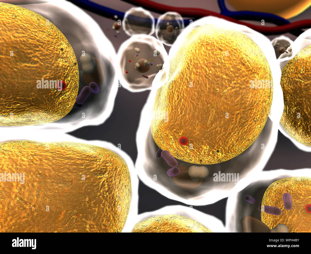 Gruppo di cellule viventi sotto microscopio, alta qualità 3D render di celle, campo di celle, la struttura della molecola, struttura di cella, la divisione di hu Foto Stock