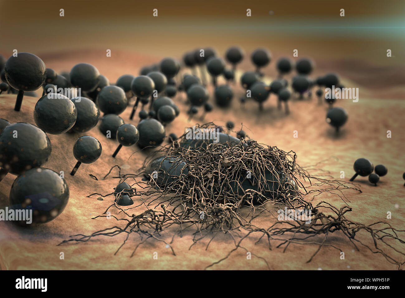 Colonia di funghi, paesaggio di micro mondo, volare intorno a colonia di funghi su una superficie in pelle, spore di funghi, dello stampo sulla superficie di pelle, rilascio di fungo Foto Stock