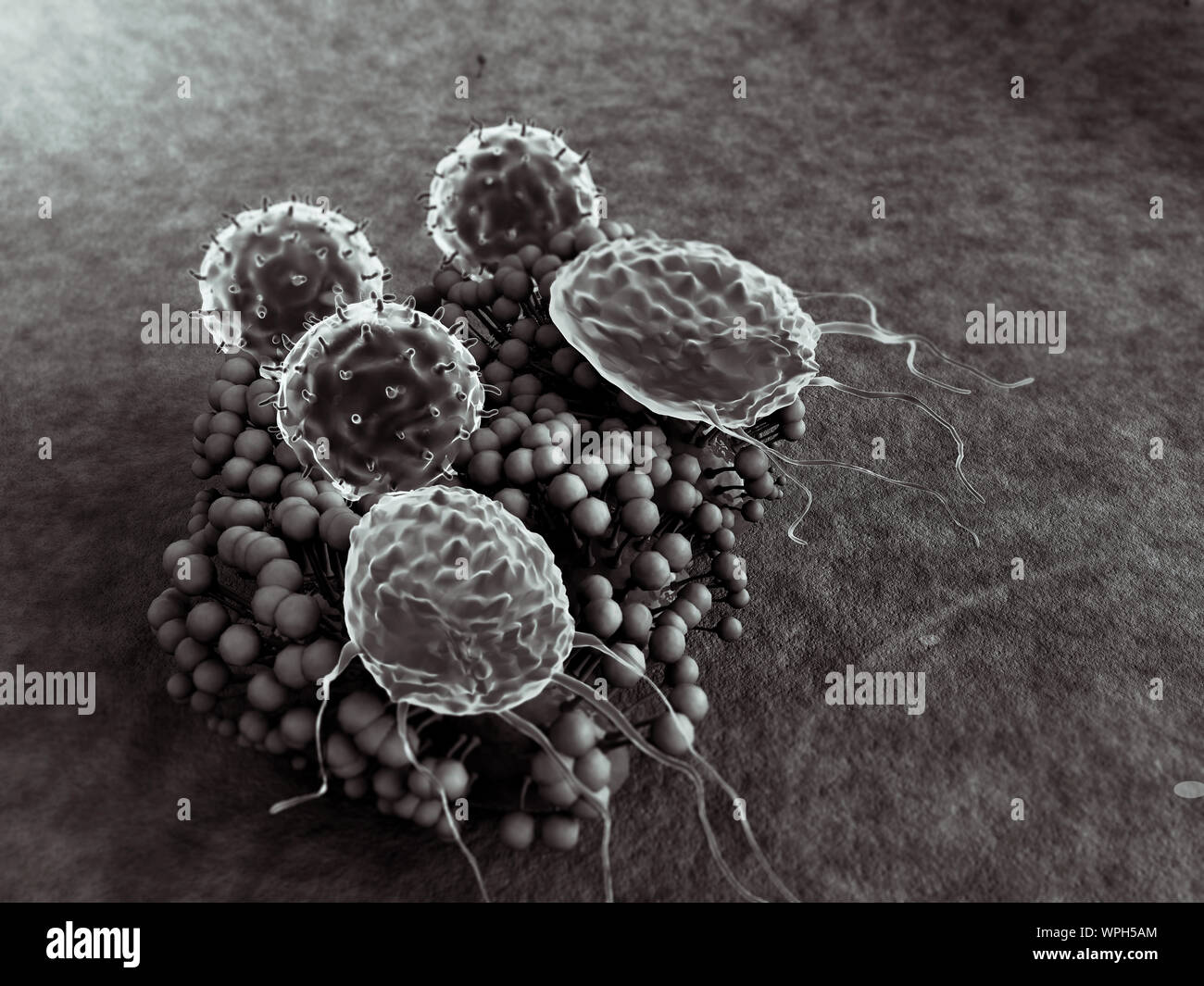 Virus e i macrofagi, linfociti T colonia di attacco di funghi, linfociti e fagociti colonia di attacco di funghi, sistema immunitario umano attaccare il fungo Foto Stock