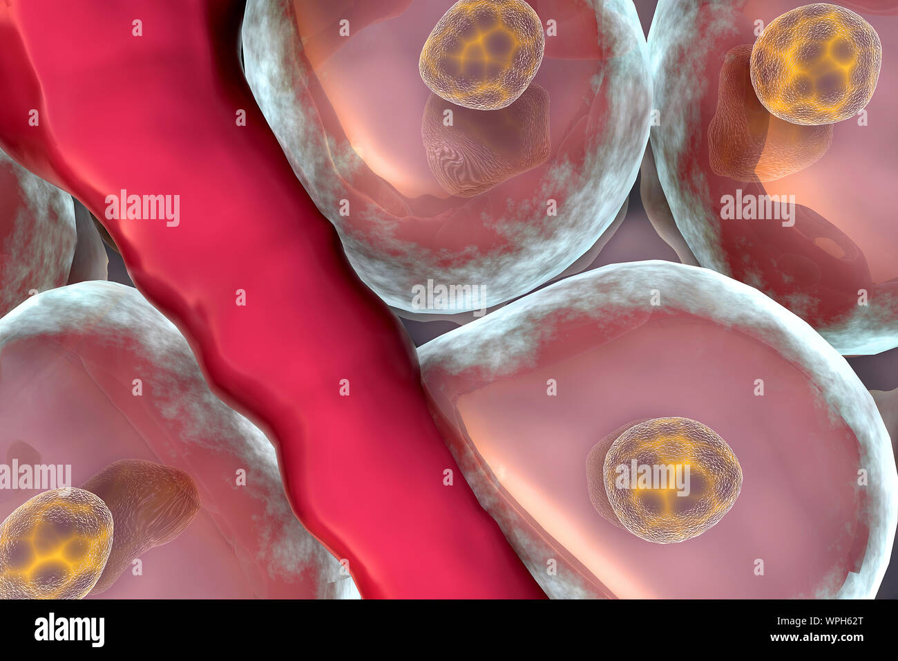 Cella e vena, il metabolismo, la cellula vivente, gruppo di celle Foto Stock