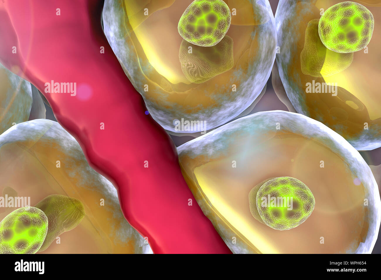 Il metabolismo, la cellula vivente, gruppo di celle Foto Stock