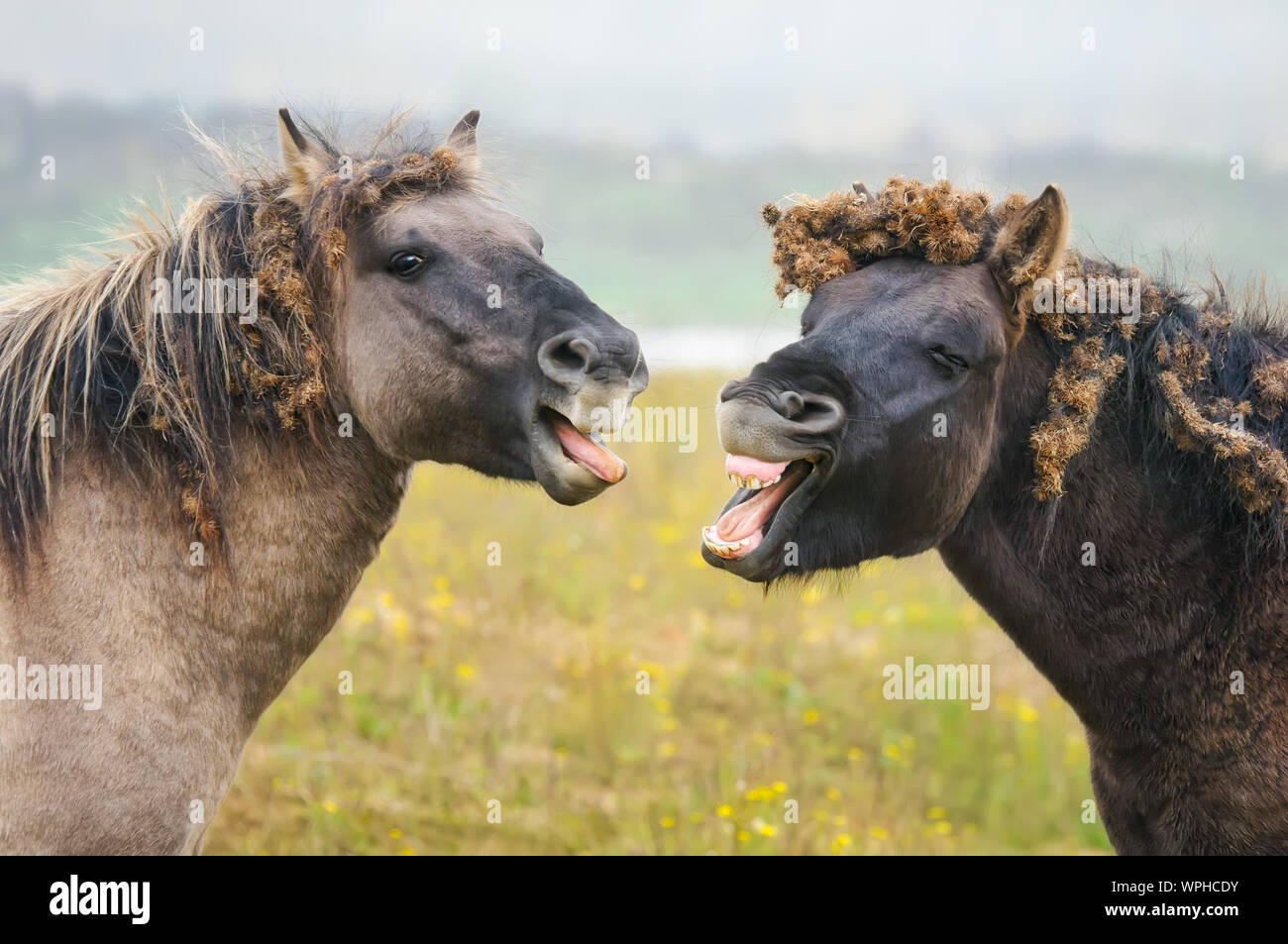 Due selvaggi cavalli Konik sbadigli, assomiglia a parlare e a ridere, bavature di bardana riempito ciuffo e criniera, riserva naturale Millingerwaard, Paesi Bassi Foto Stock