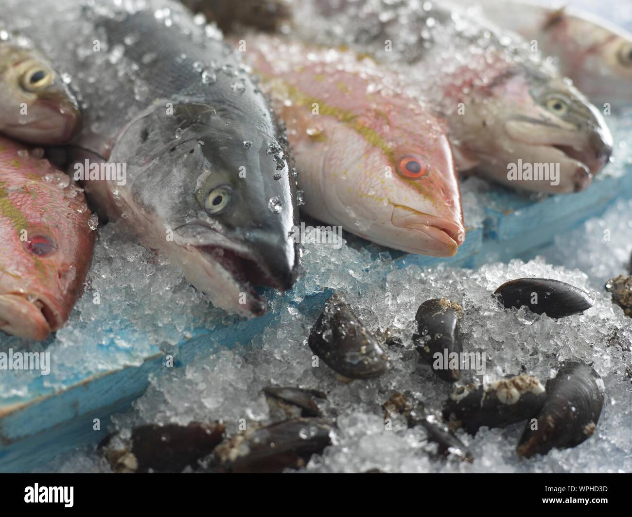 pesce fresco Foto Stock
