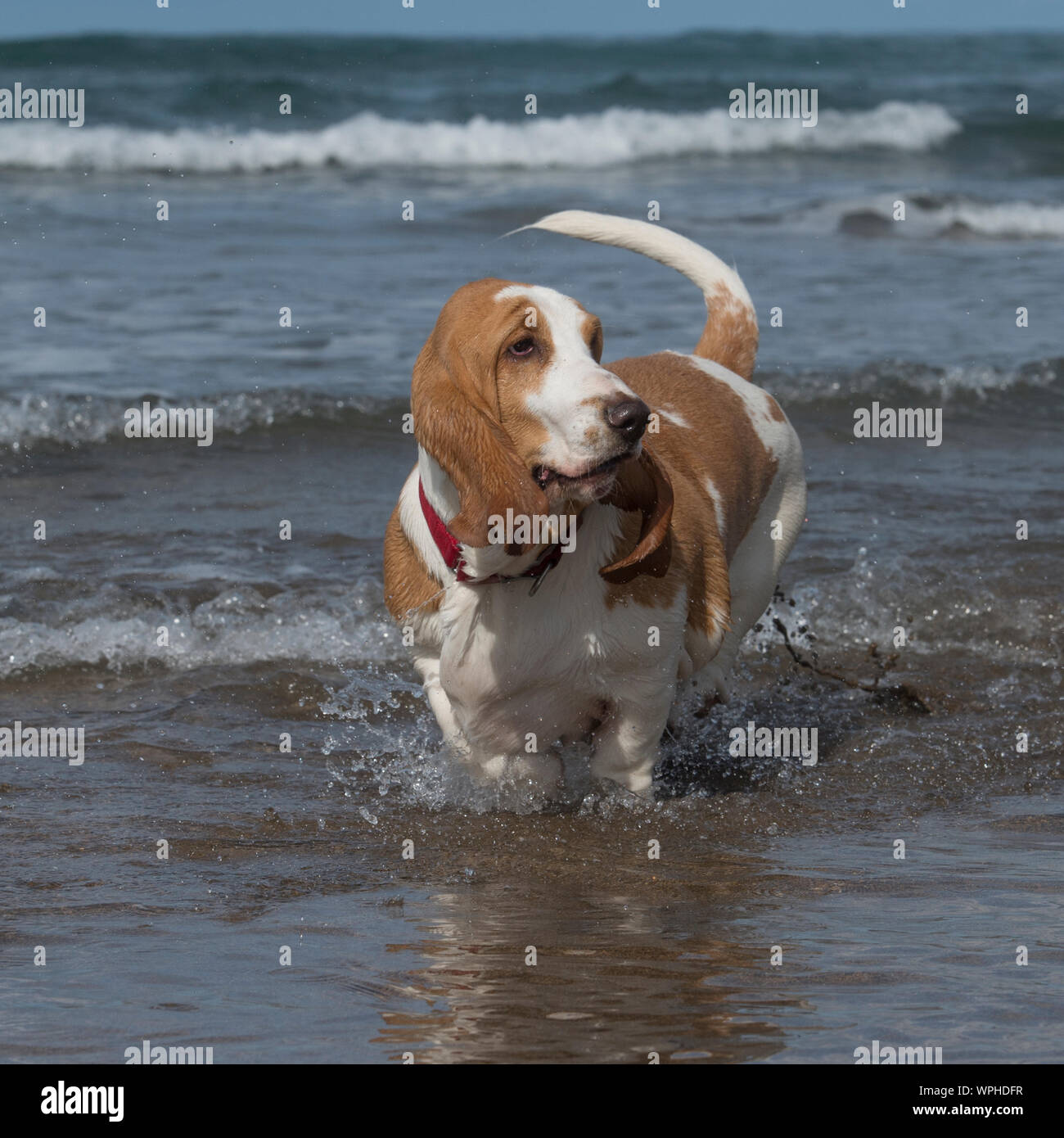 Basset hound Foto Stock