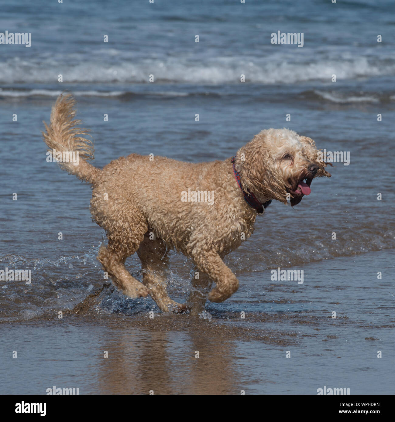 Cavapoo Foto Stock