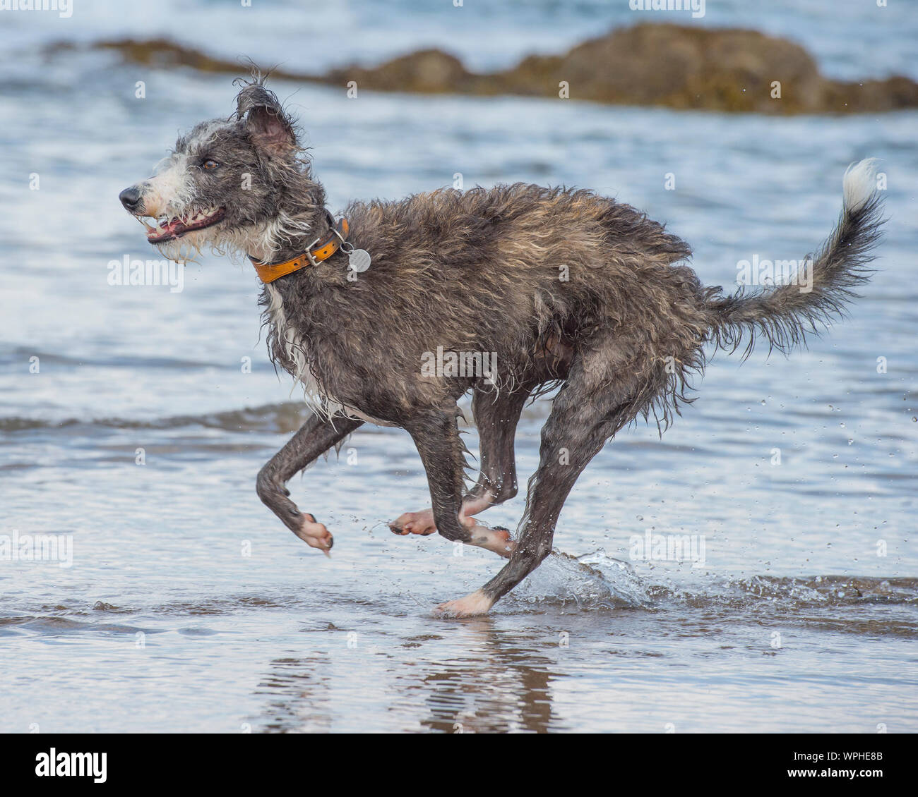 Lurcher in mare Foto Stock