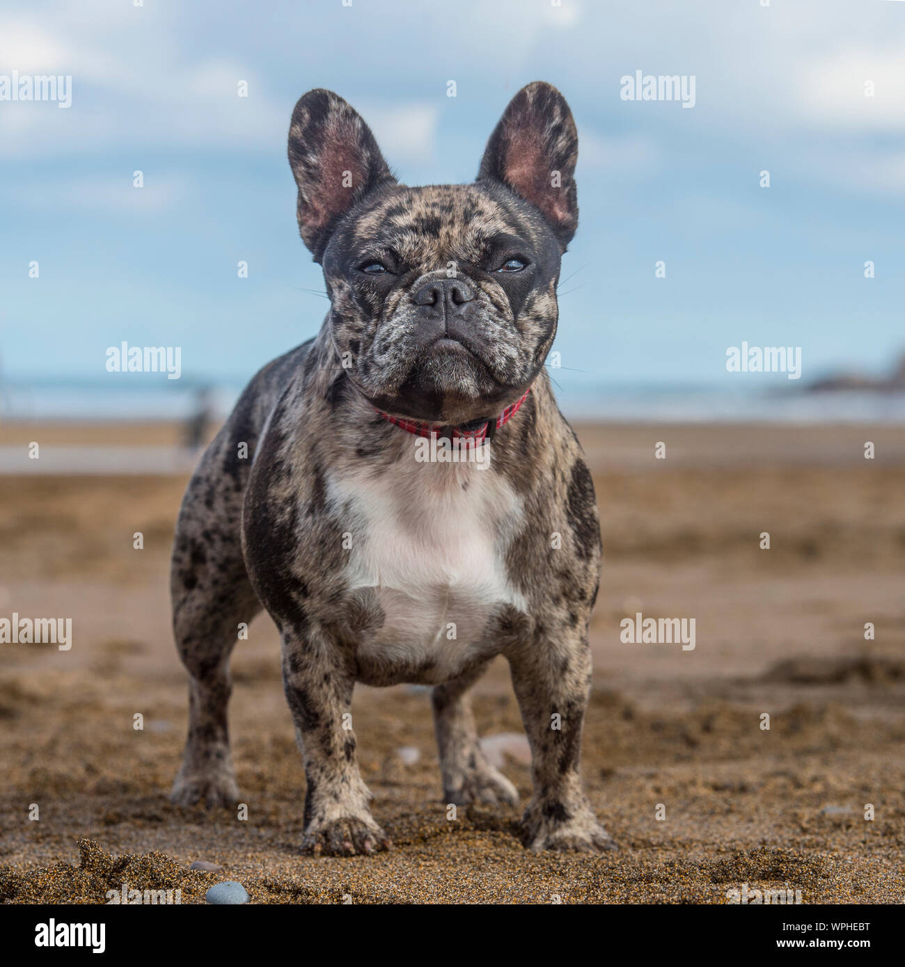 Bulldog francese Merle Foto Stock