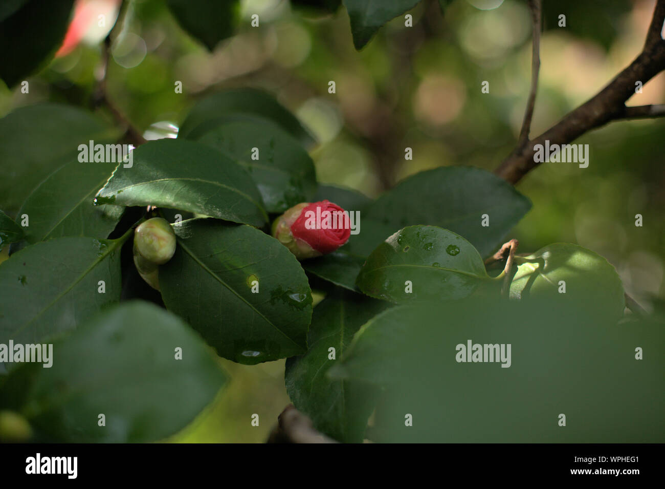 Unica rosa rosa bud fiore con gocce di pioggia con molti wet foglie di colore verde scuro e bokeh effetto sullo sfondo, in Ashland, Oregon, Stati Uniti d'America Foto Stock