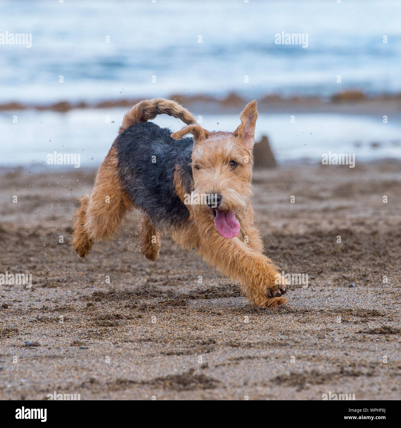 Lakeland terrier Foto Stock