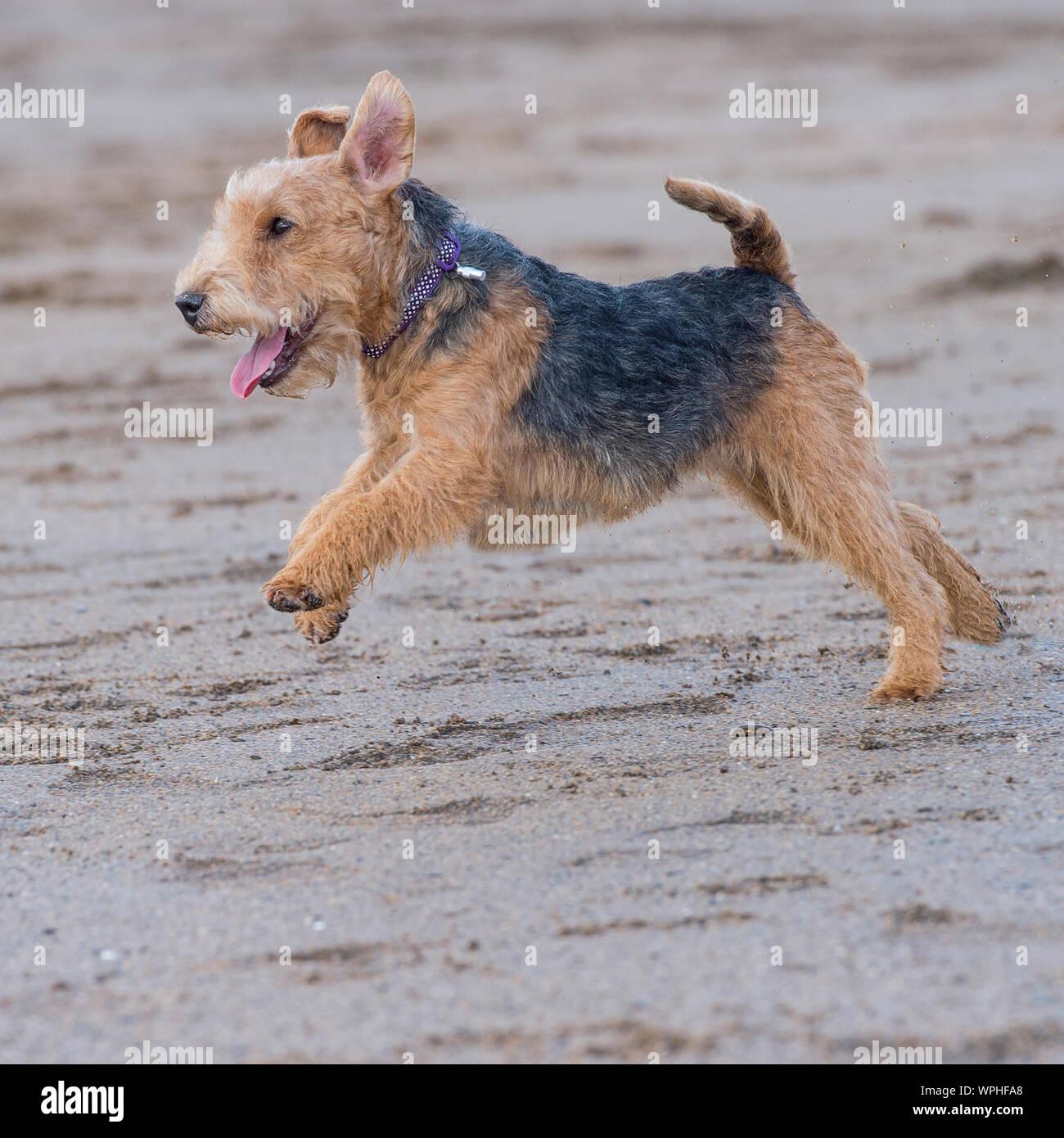 Lakeland terrier Foto Stock