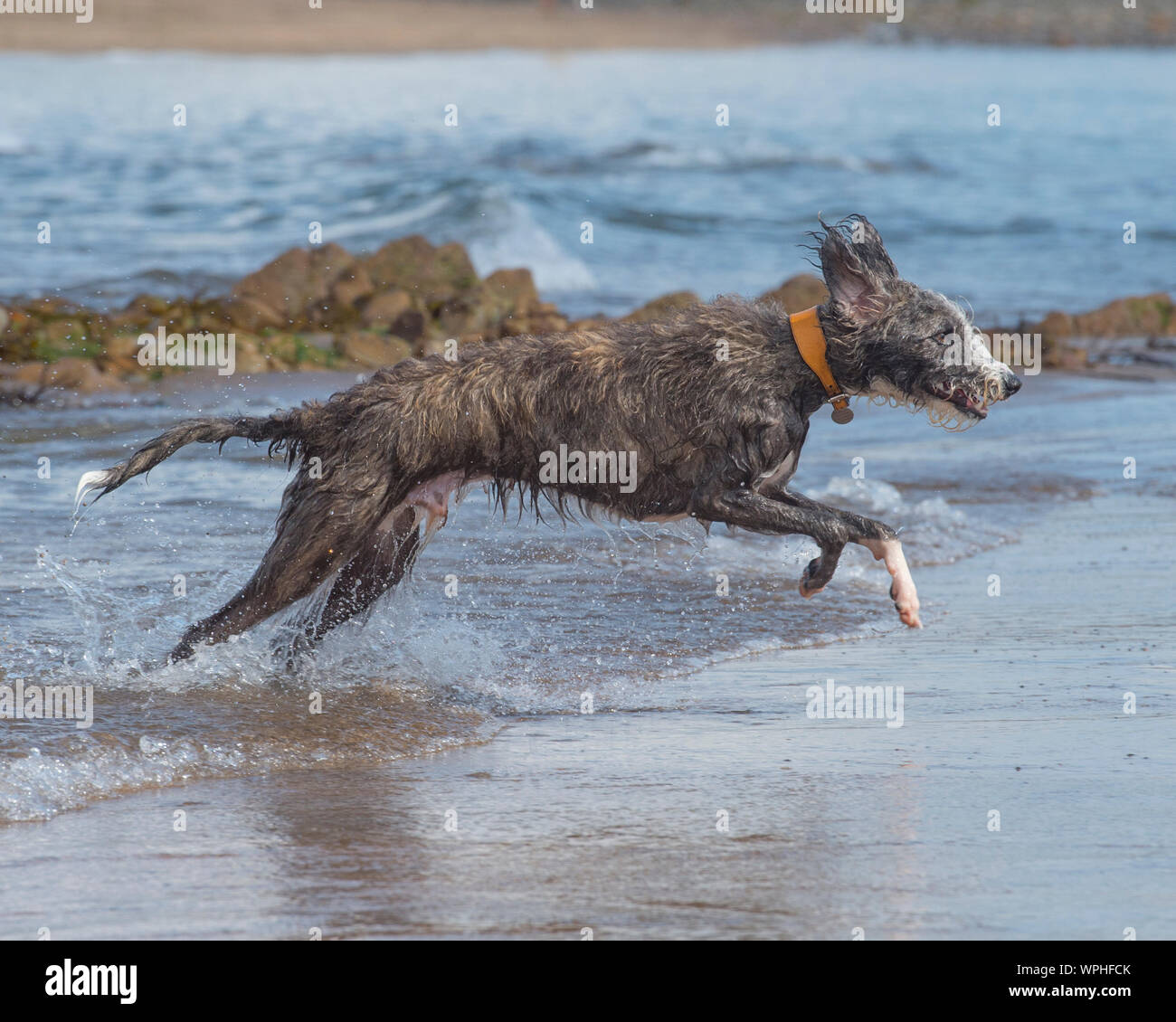 Lurcher giocando sulla spiaggia Foto Stock