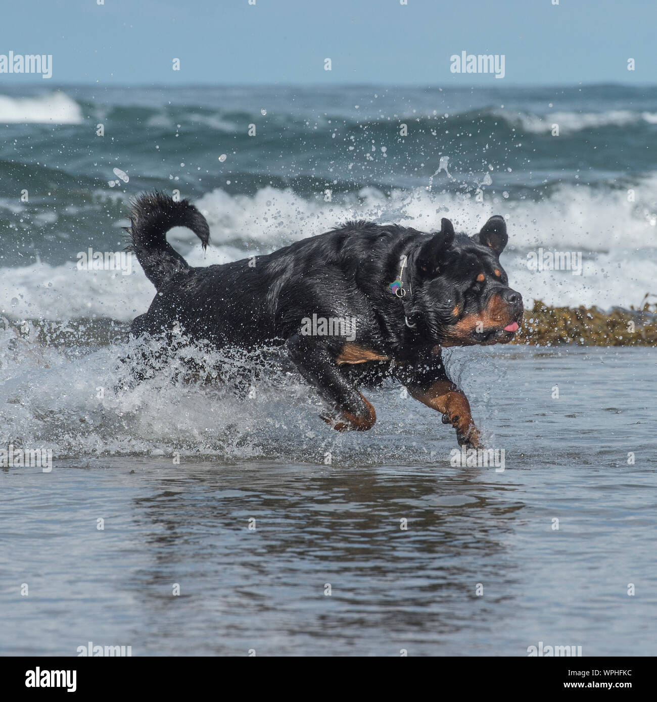 Rottweiler in mare Foto Stock