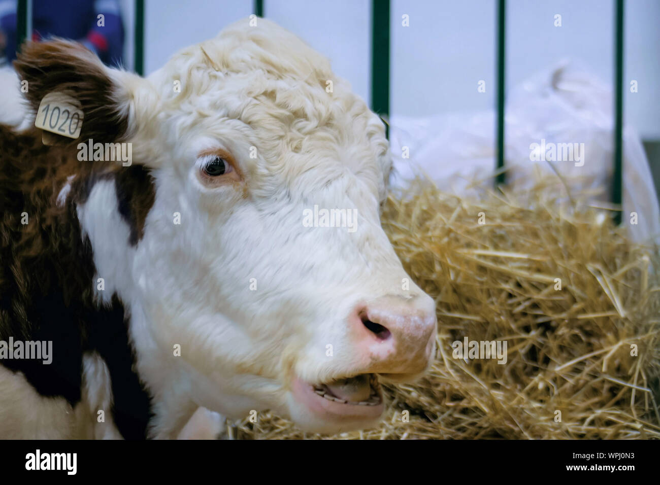 La mungitura mucca con la bocca spalancata a agricola esposizione degli animali Foto Stock