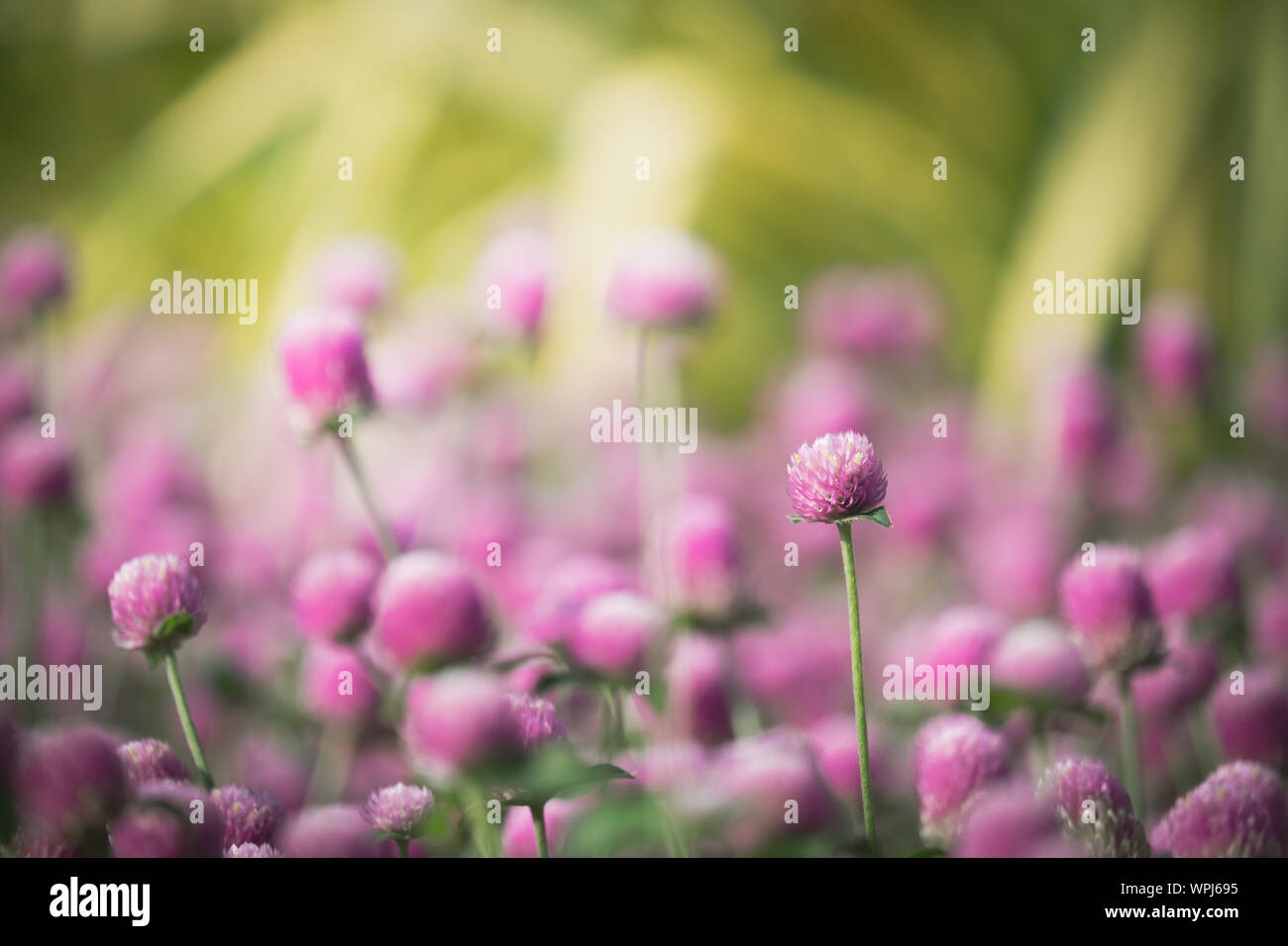 Testa di fiori del mondo amaranto nel giardino. Foto Stock