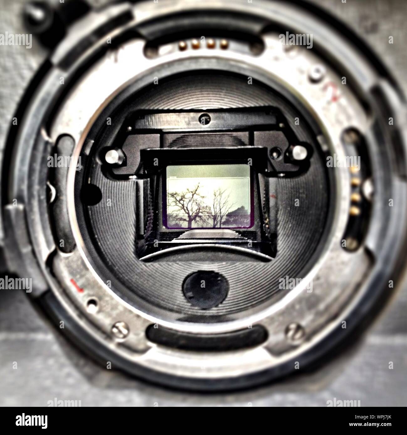 Close-up del mirino digitale con scena di albero Foto Stock