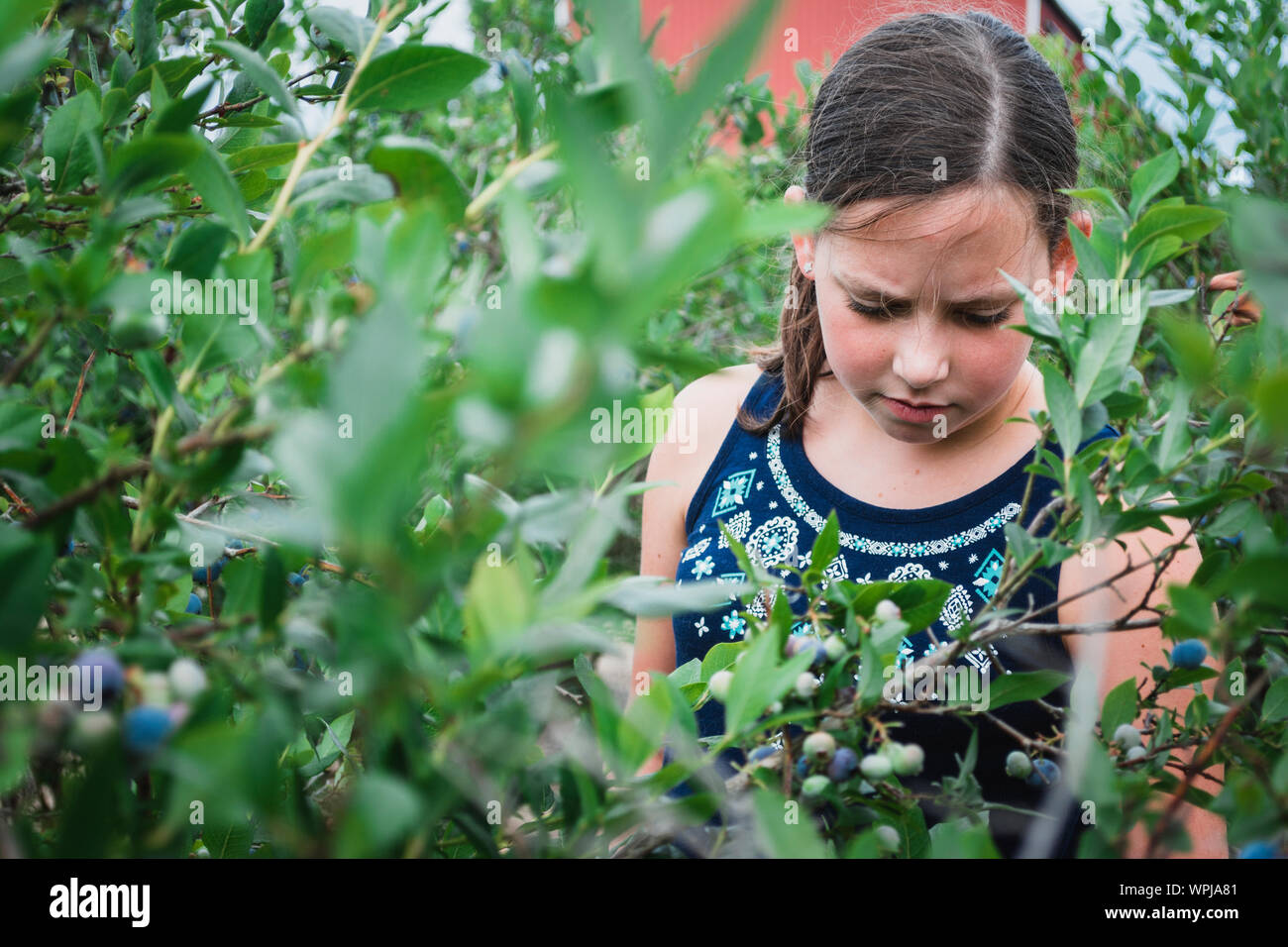 Giovane ragazza di mirtilli di prelievo su una Blueberry Farm nel Midwest Foto Stock