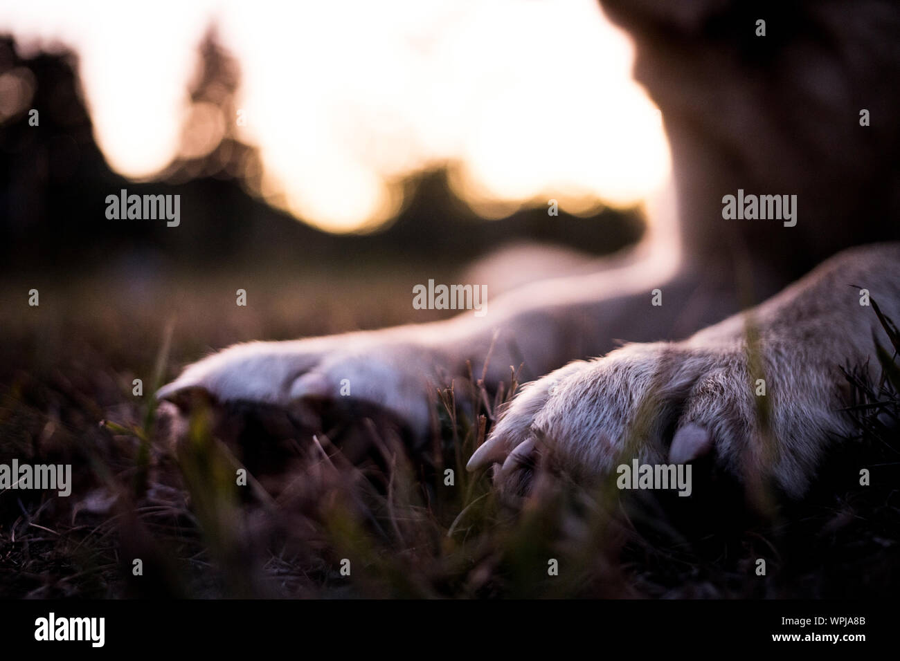 Husky cane zampe al tramonto Foto Stock