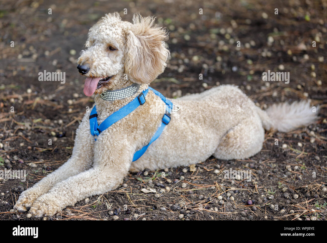 Labradoodle (Labrador retriever e il barboncino razza trasversale) sdraiato. Off-guinzaglio dog Park nel nord della California. Foto Stock