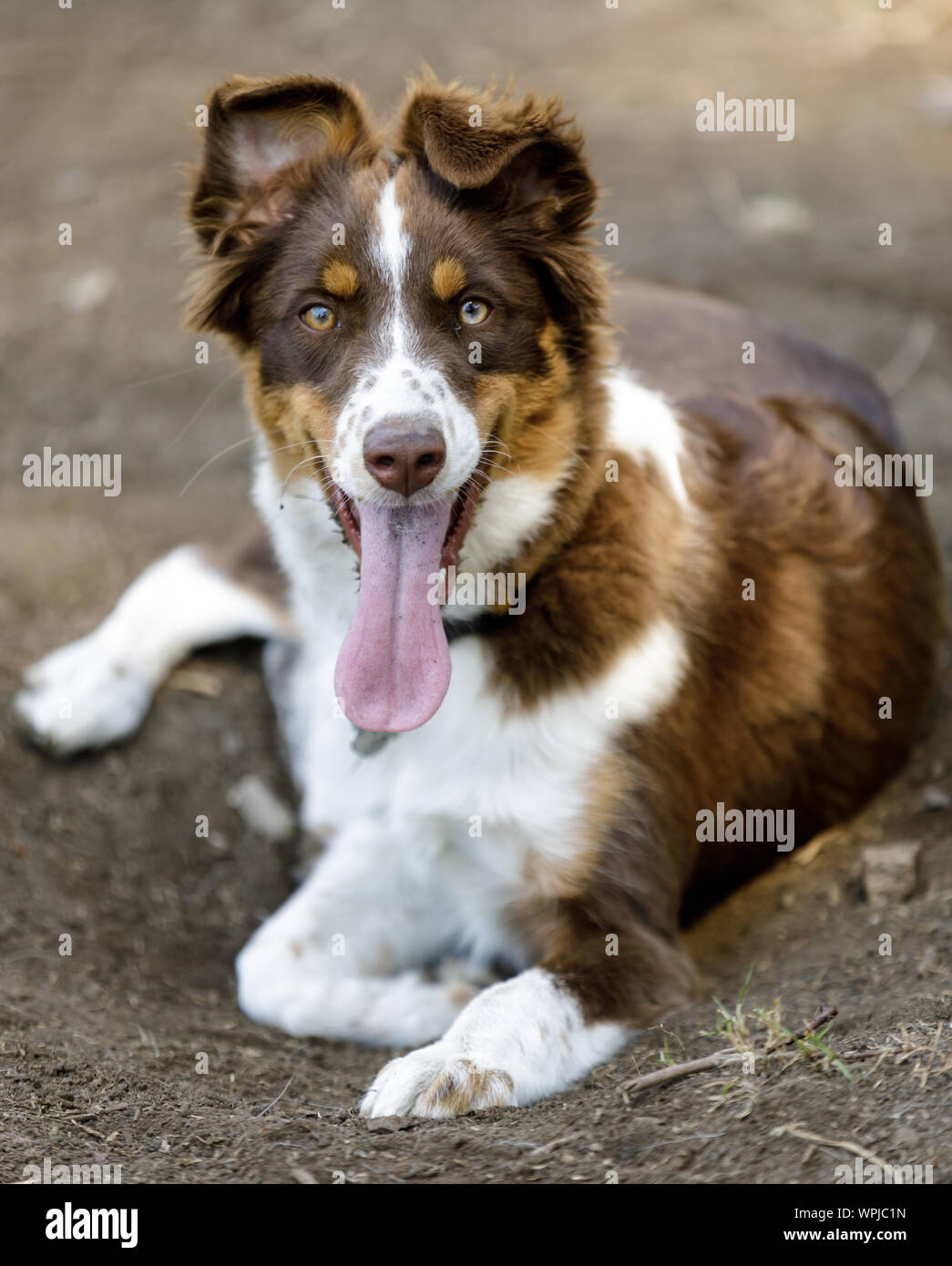 Pastore australiano cucciolo maschio ansimando. Off-guinzaglio dog Park nel nord della California. Foto Stock