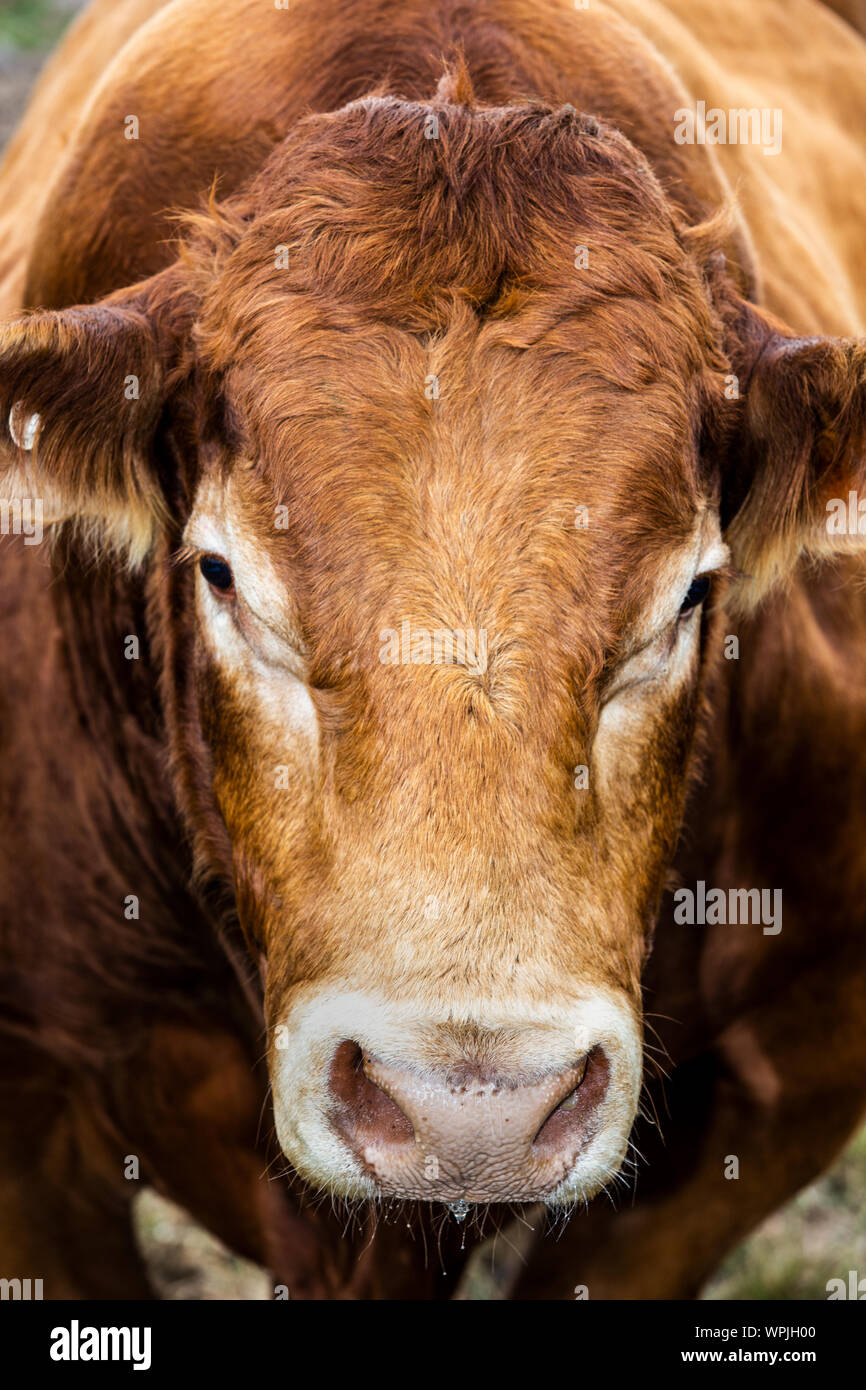 Vista da una mucca marrone Foto Stock
