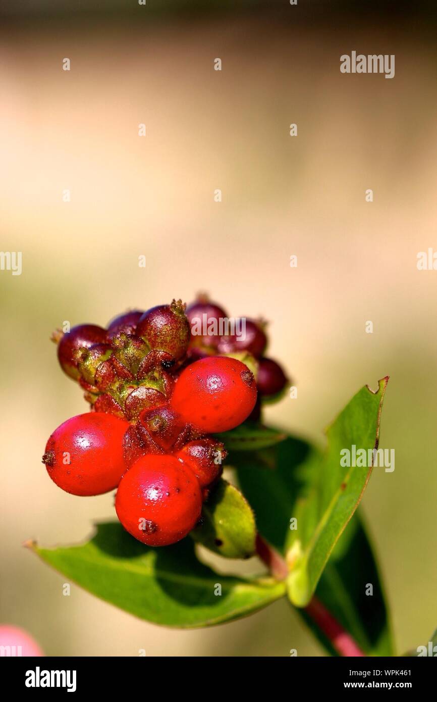 Close-up di frutti di bosco Foto Stock
