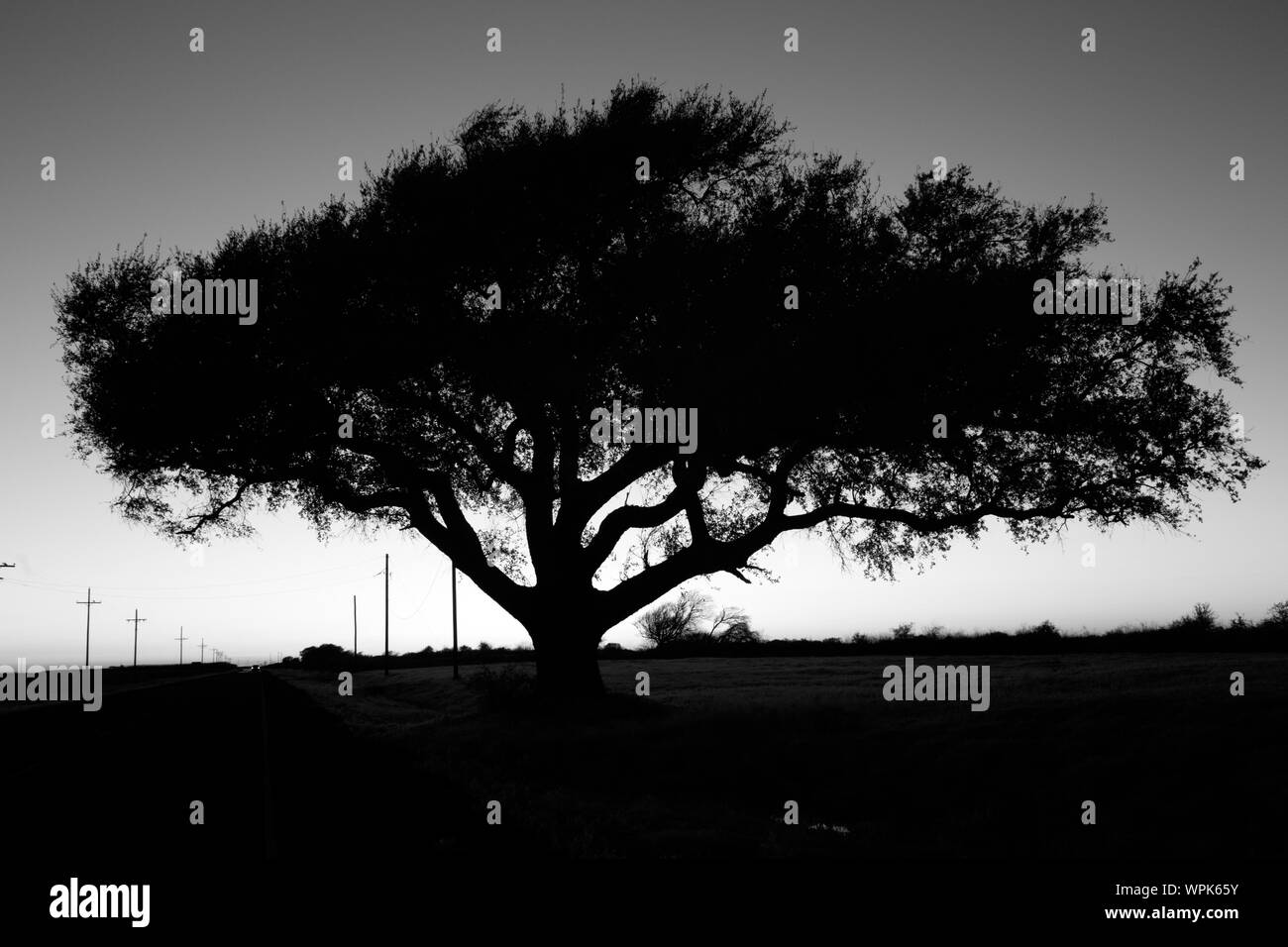 Lone Tree stagliano al tramonto nel Texas Point National Wildlife Refuge in Jefferson County, Texas Foto Stock